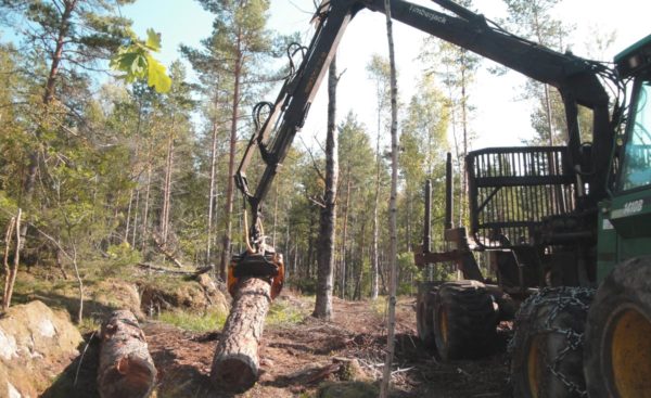 Avverkning av skog i Uppsala eller Stockholm