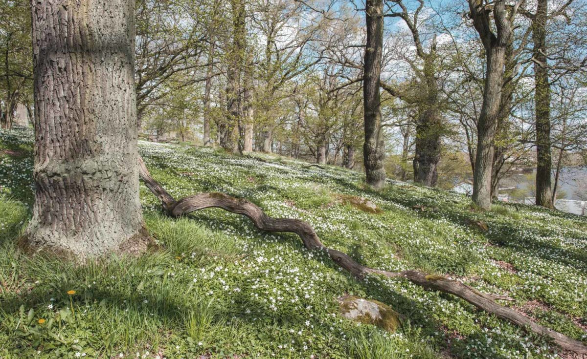 Naturvård i hagmark i Uppsala