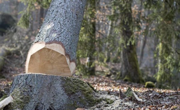 Trädfällning som markfällning i Uppsala